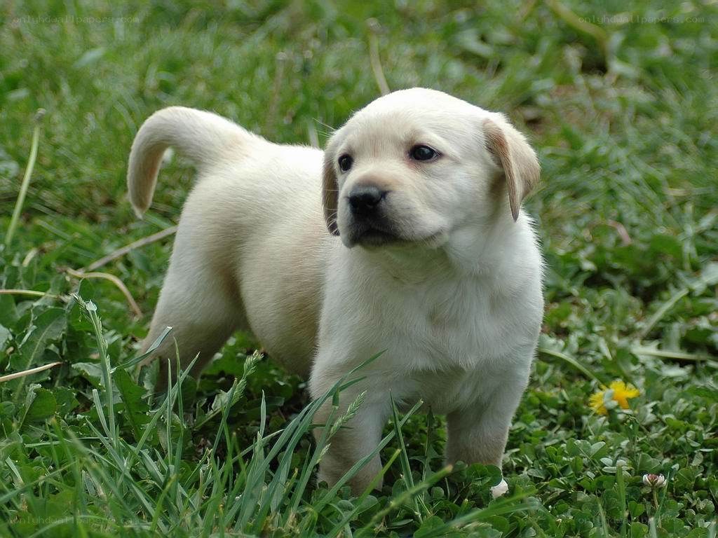 yellow lab puppy in grass