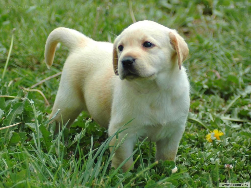 yellow lab puppy in grass