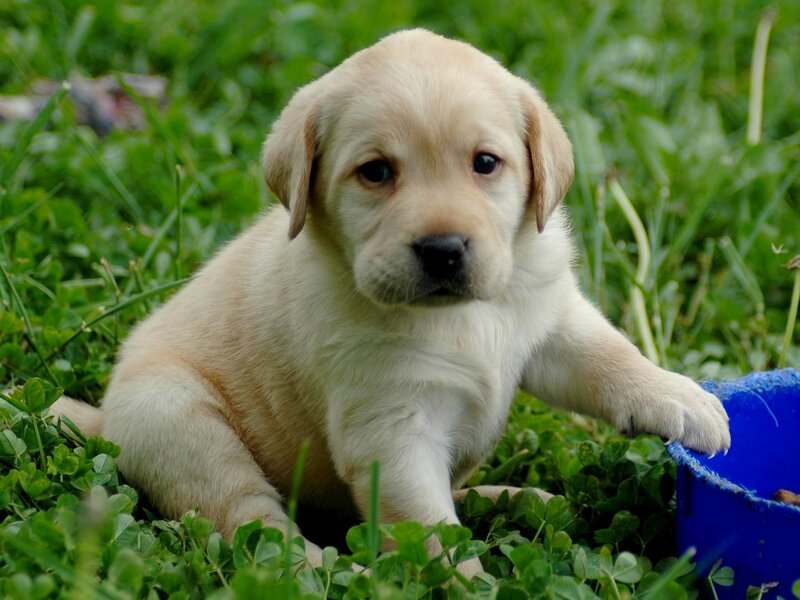 yellow lab puppy in grass