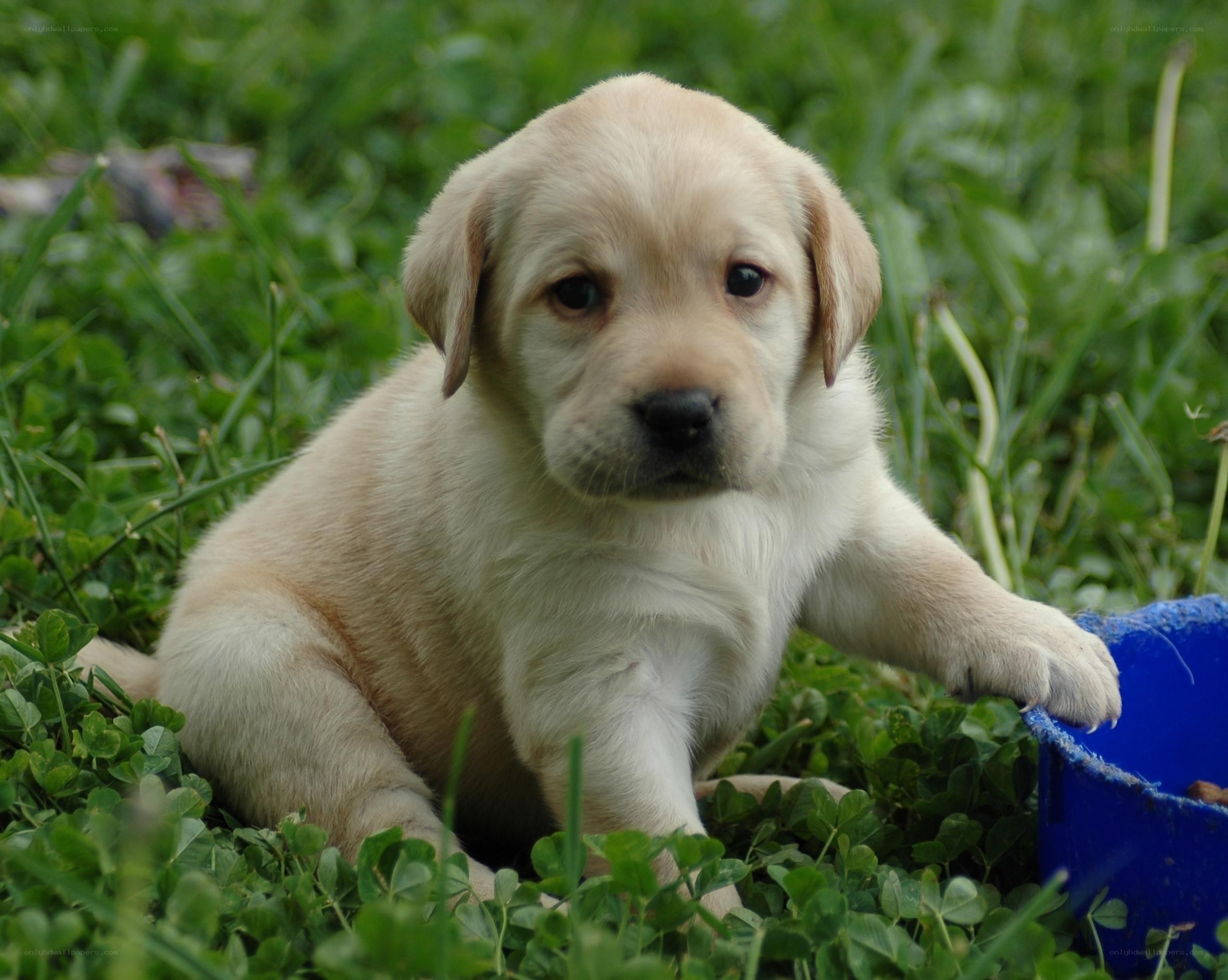 yellow lab puppy in grass