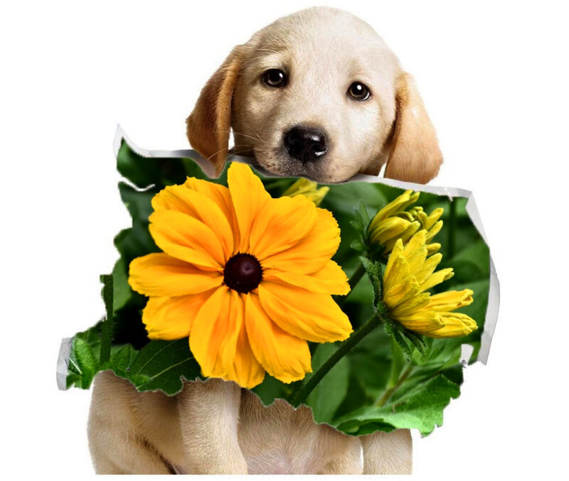 Yellow Lab Puppy — Innocent, Photograph, Flowers