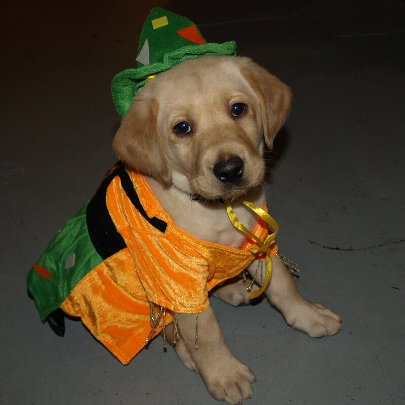 Yellow Lab Puppy — Innocent, Photograph