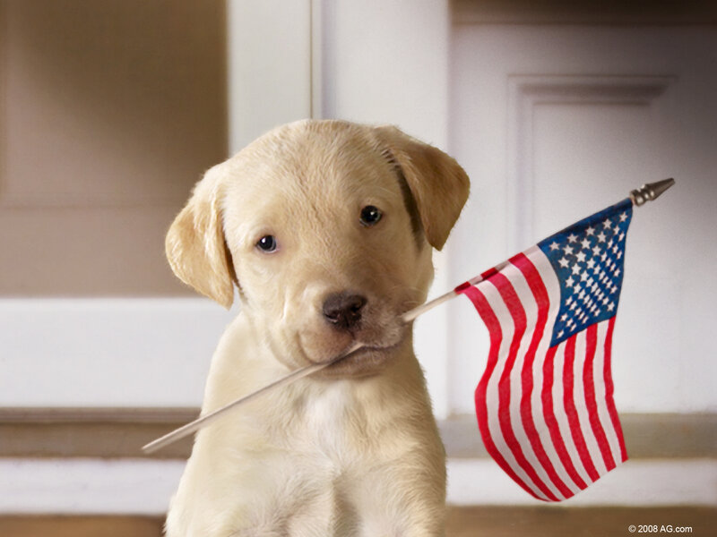 Yellow Lab Puppy — Innocent