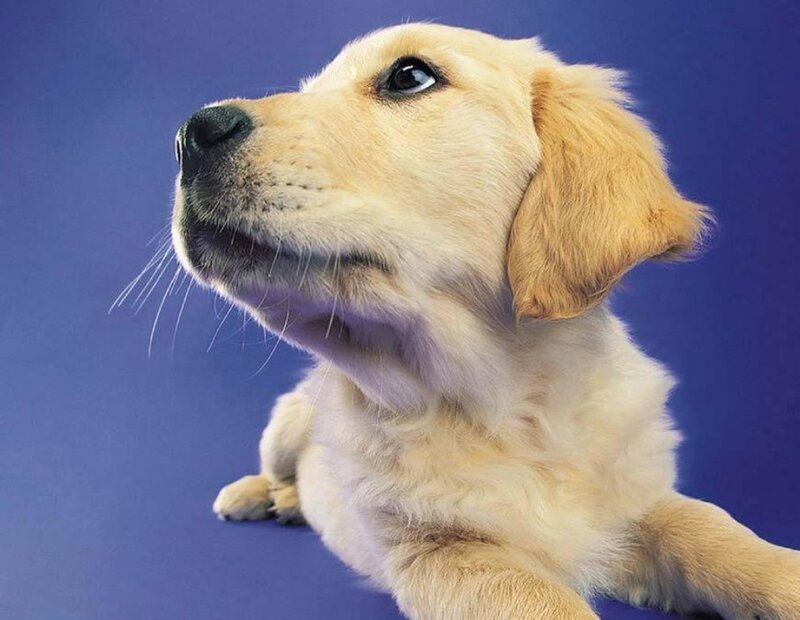 yellow lab puppy looking up