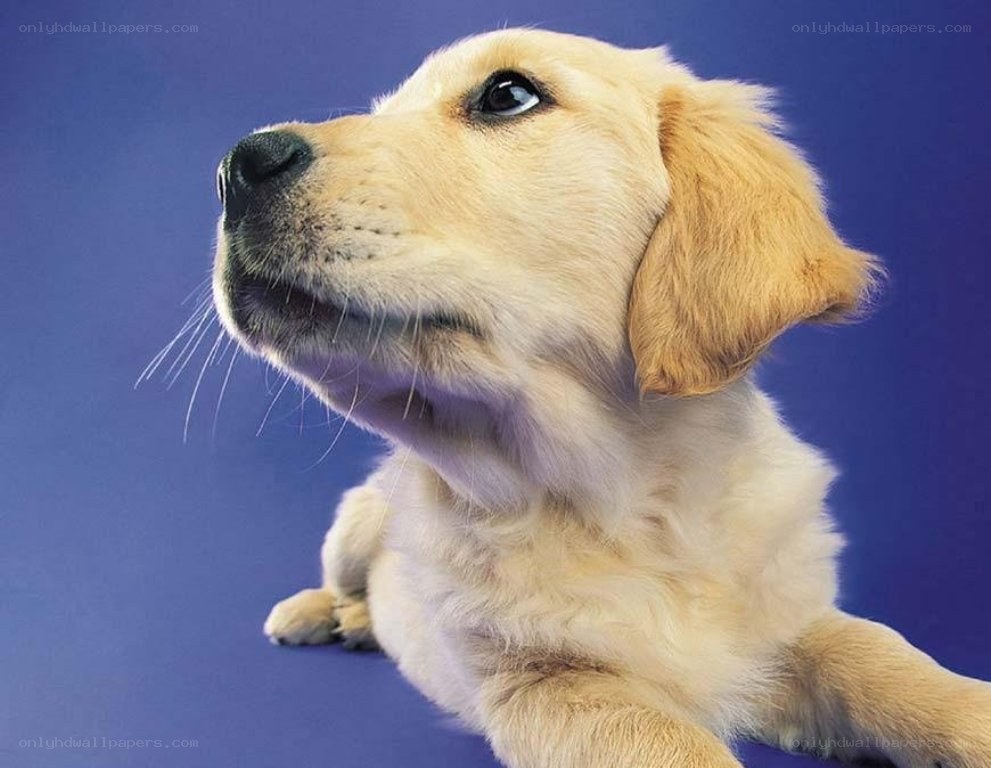 yellow lab puppy looking up
