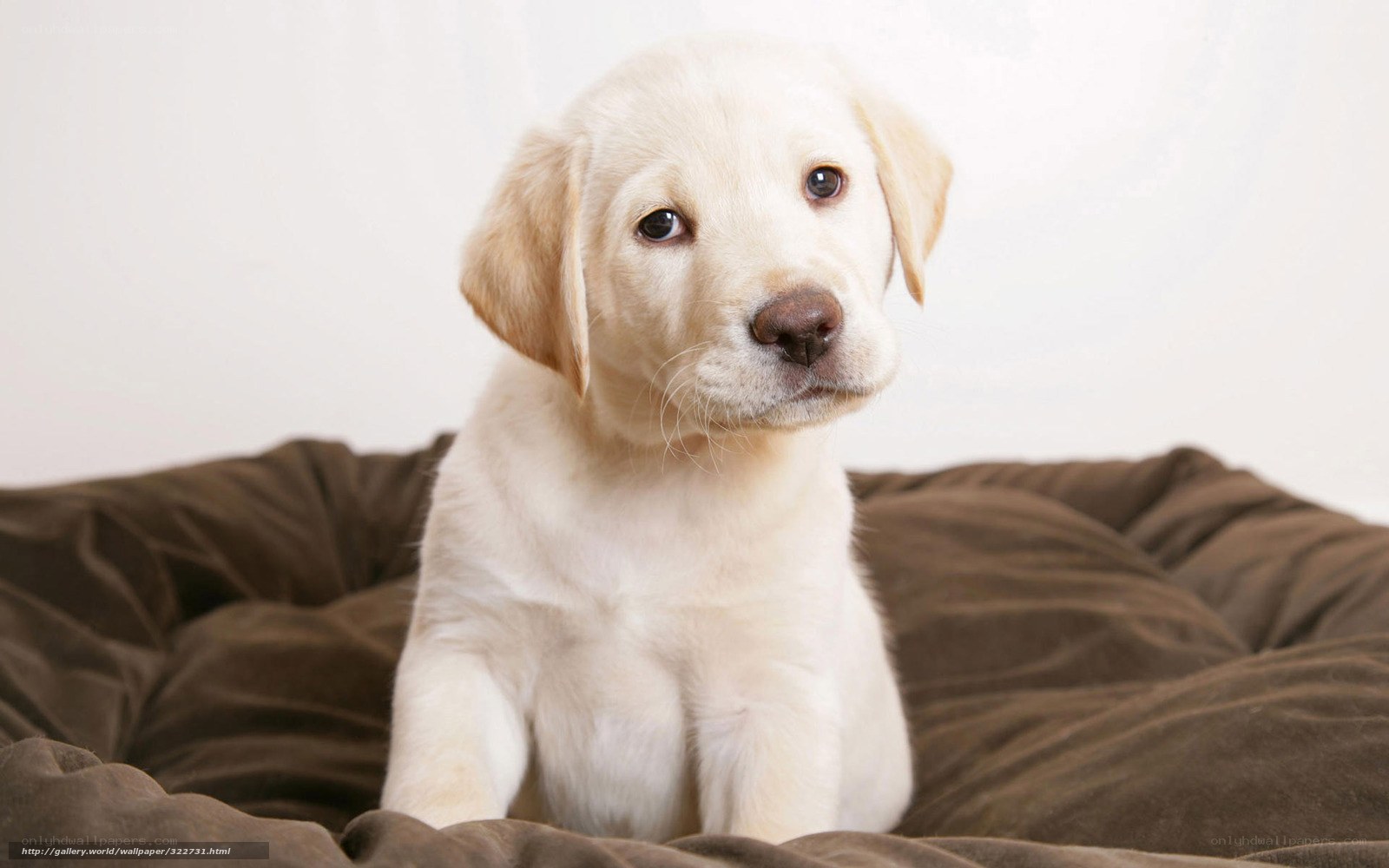 yellow lab puppy on bed