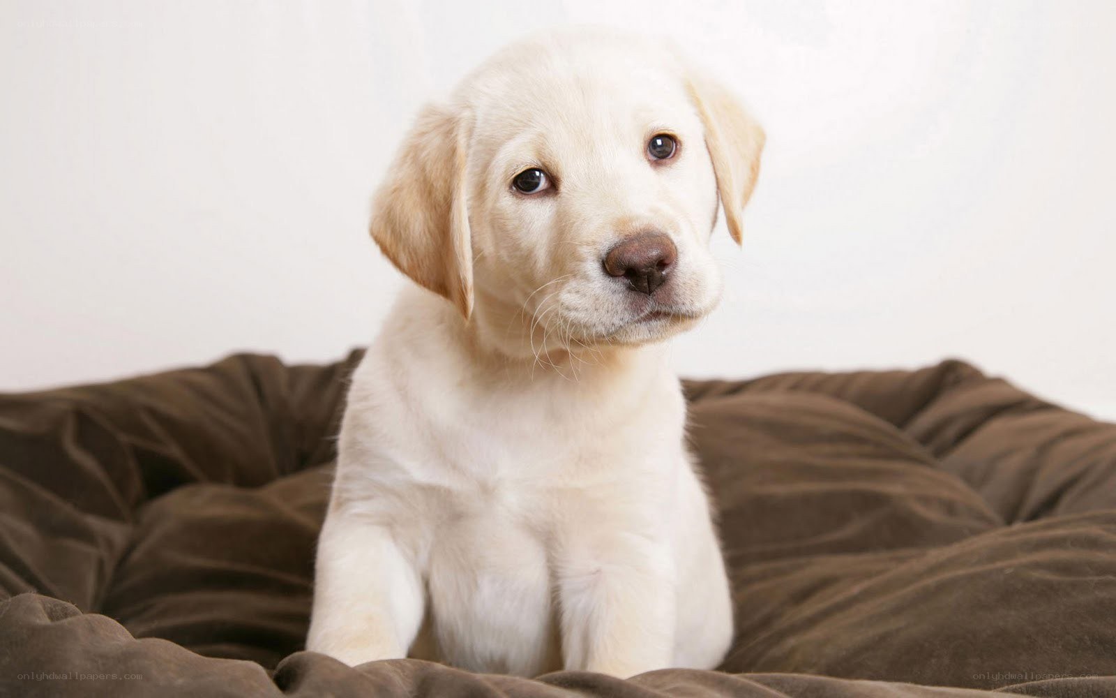 yellow lab puppy on bed