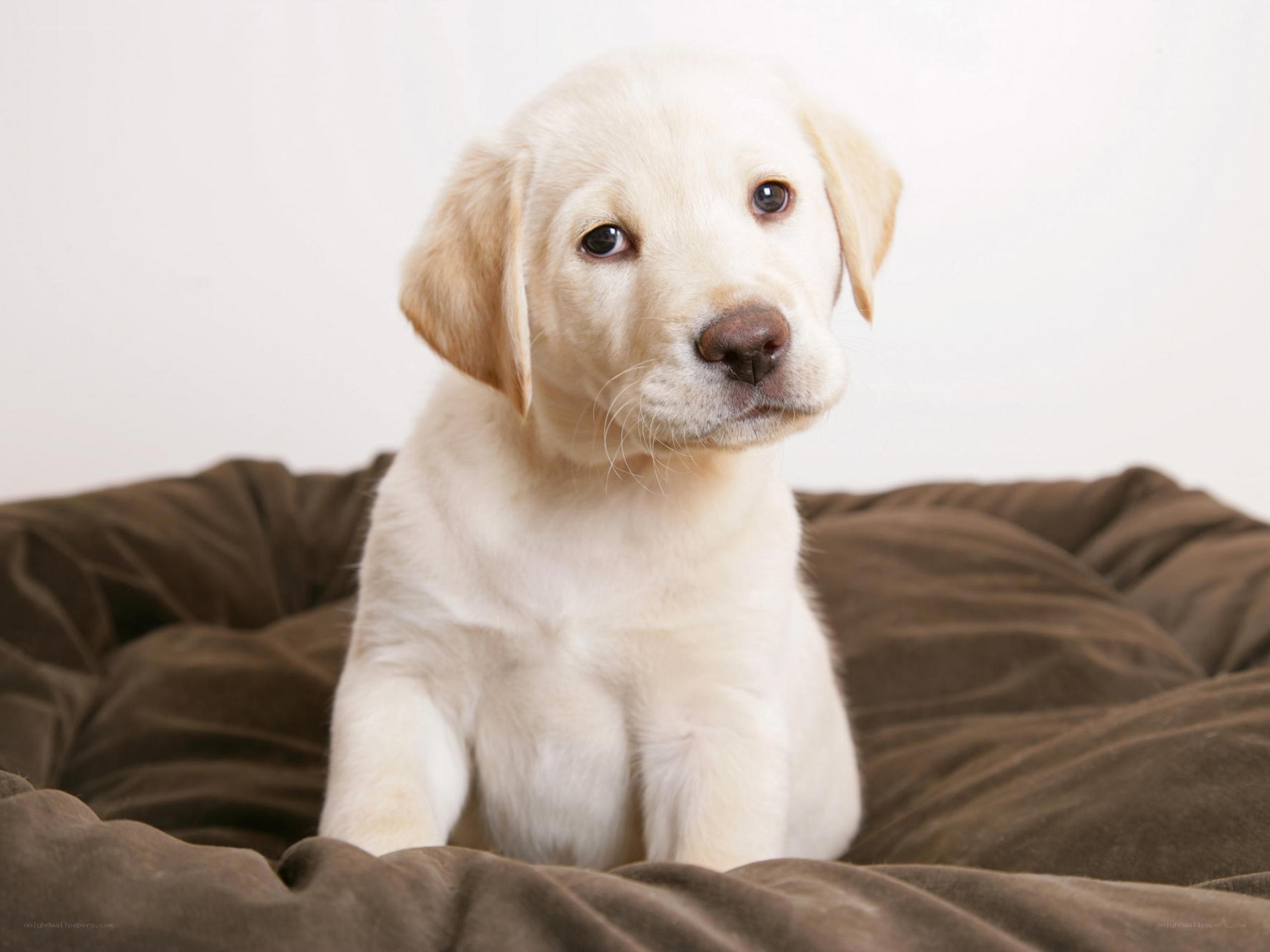 yellow lab puppy on bed
