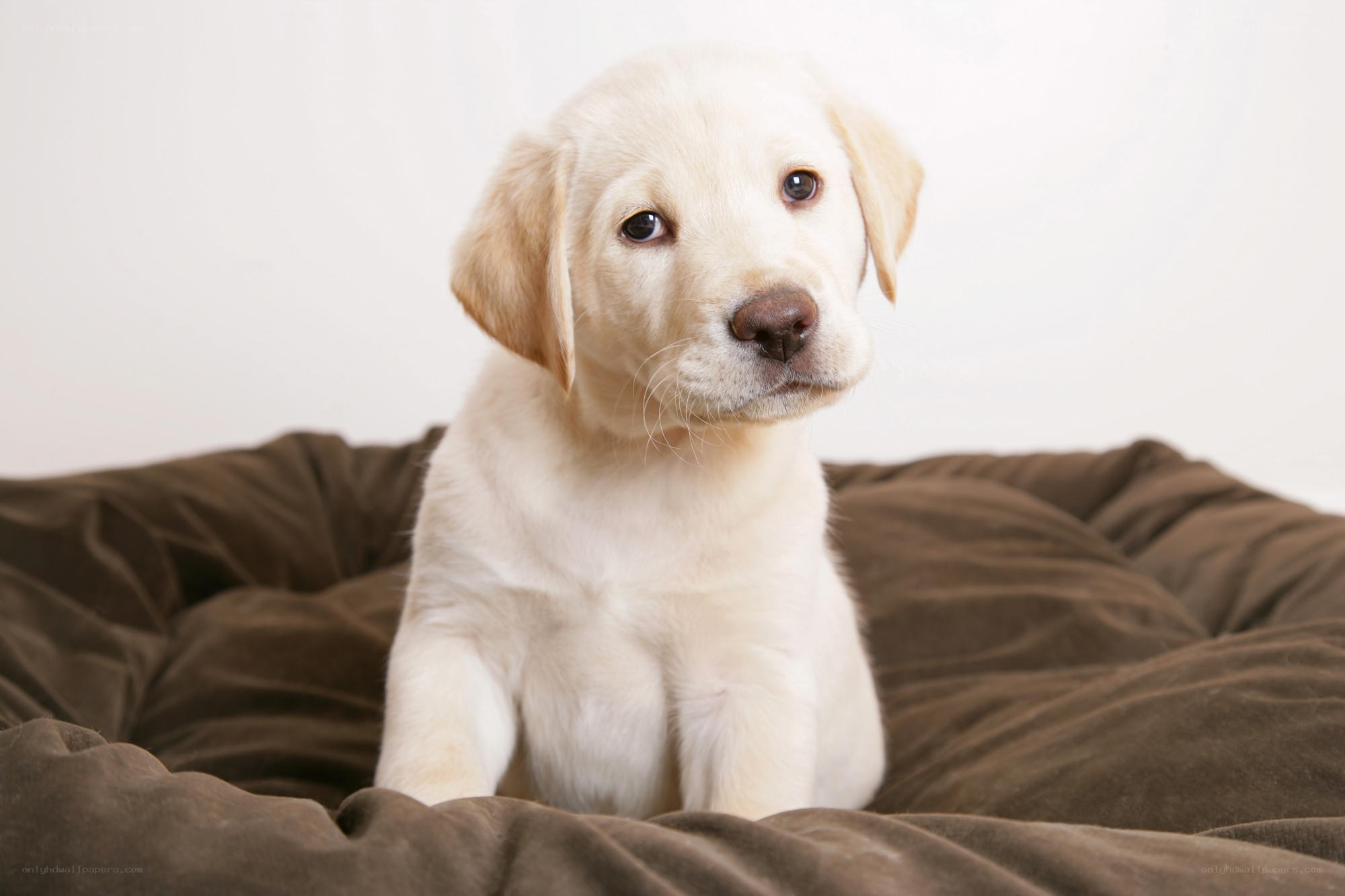 yellow lab puppy on bed