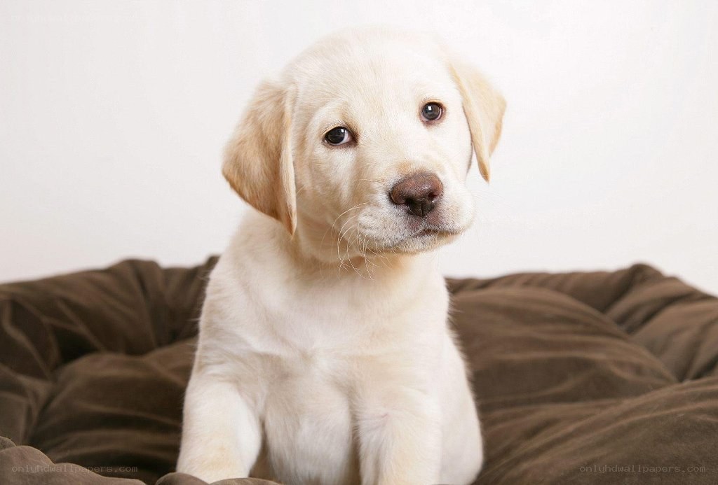 yellow lab puppy on bed