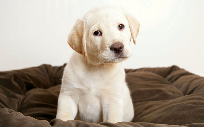 yellow lab puppy on bed