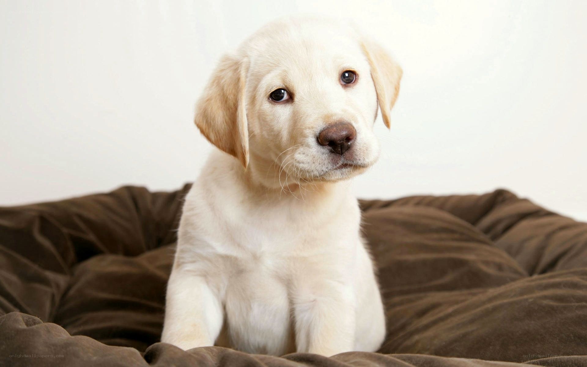 yellow lab puppy on bed