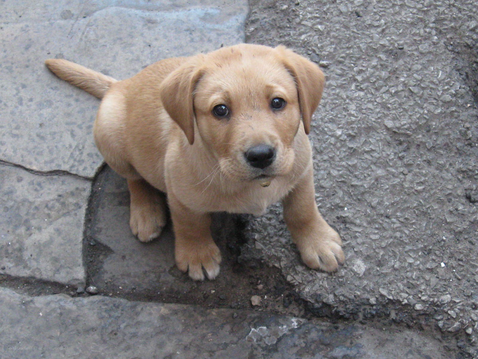 yellow lab puppy on pavement