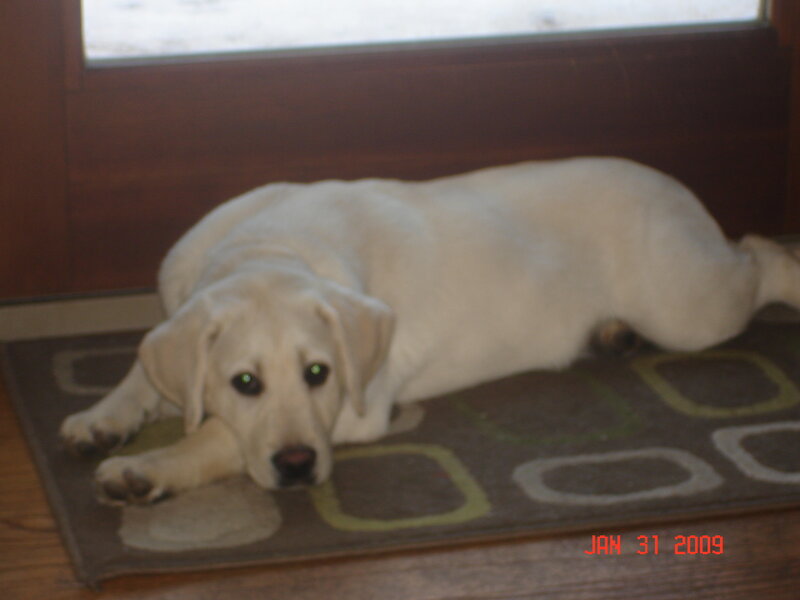 yellow lab puppy on rug