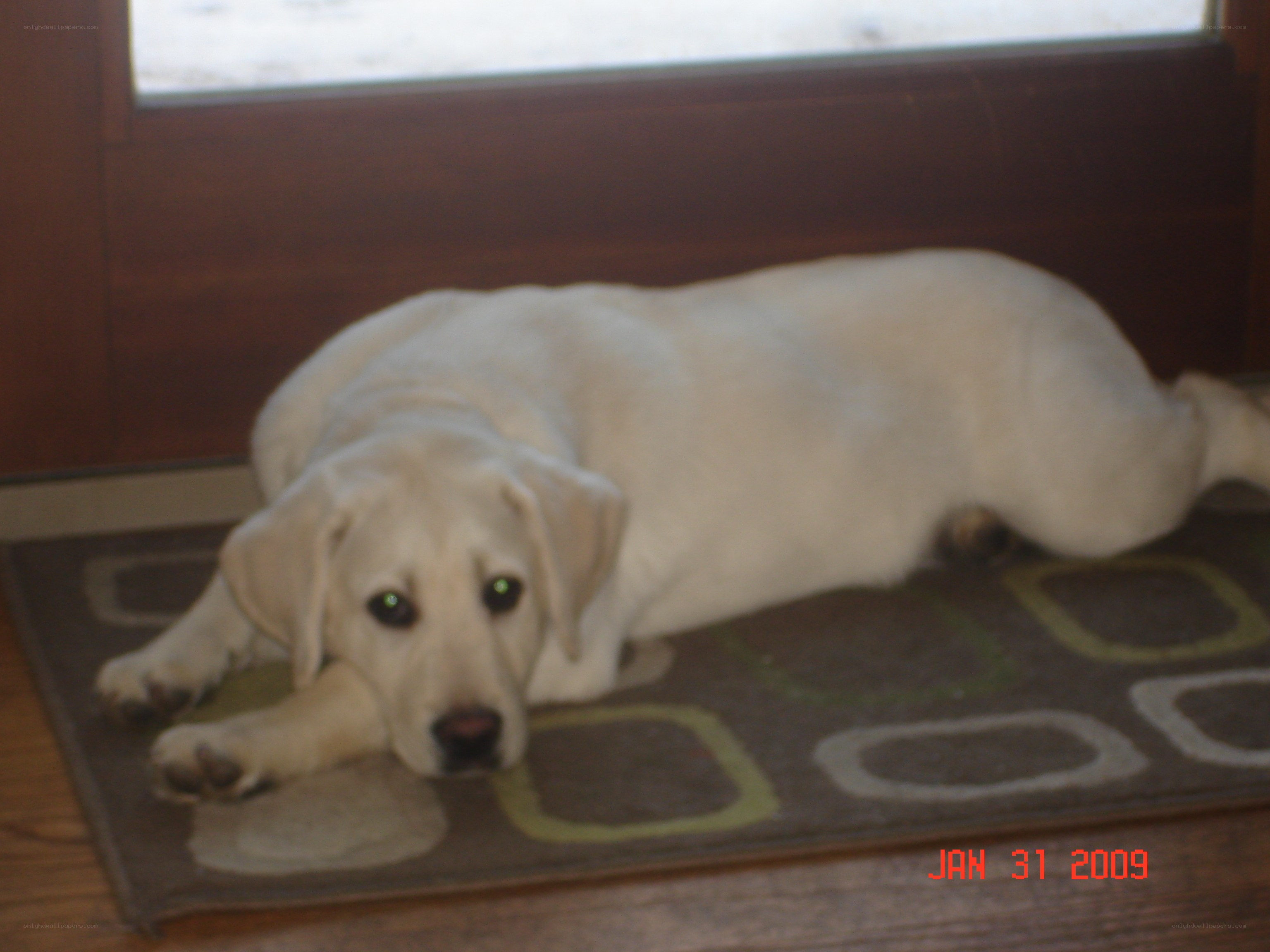 yellow lab puppy on rug