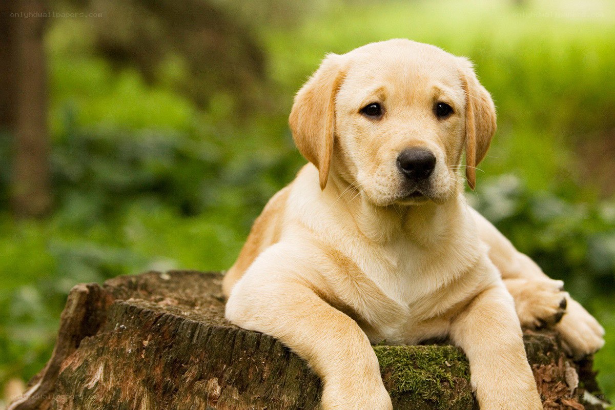 Yellow lab puppy on tree stump