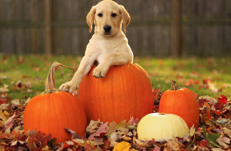 Yellow Lab Puppy — Orange, Calm, Autumn