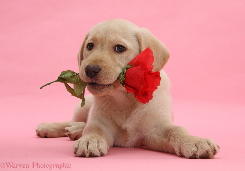Yellow Lab Puppy — Pink, Calm