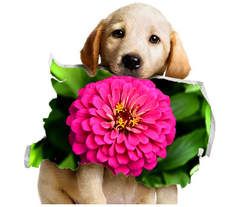 Yellow Lab Puppy — Pink, Playful