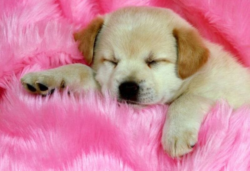 Yellow Lab Puppy — Pink