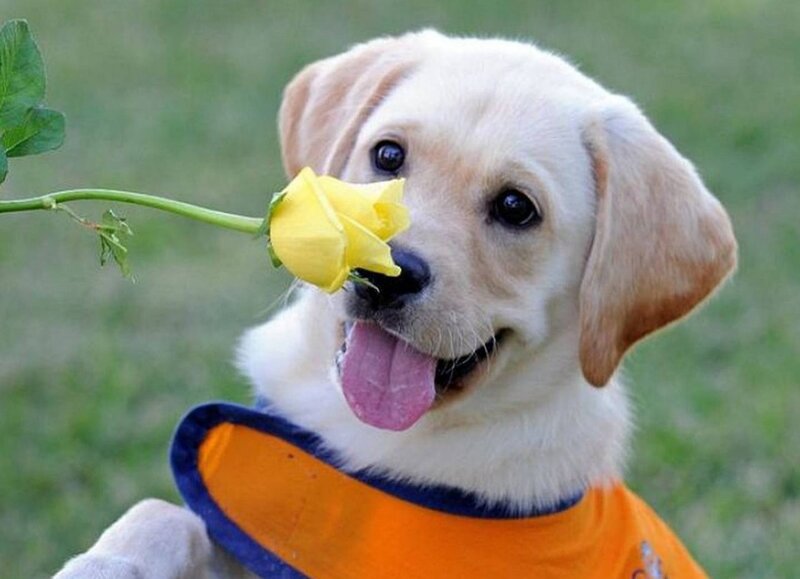 Yellow Lab Puppy — Playful, Afternoon, Photograph, Rose