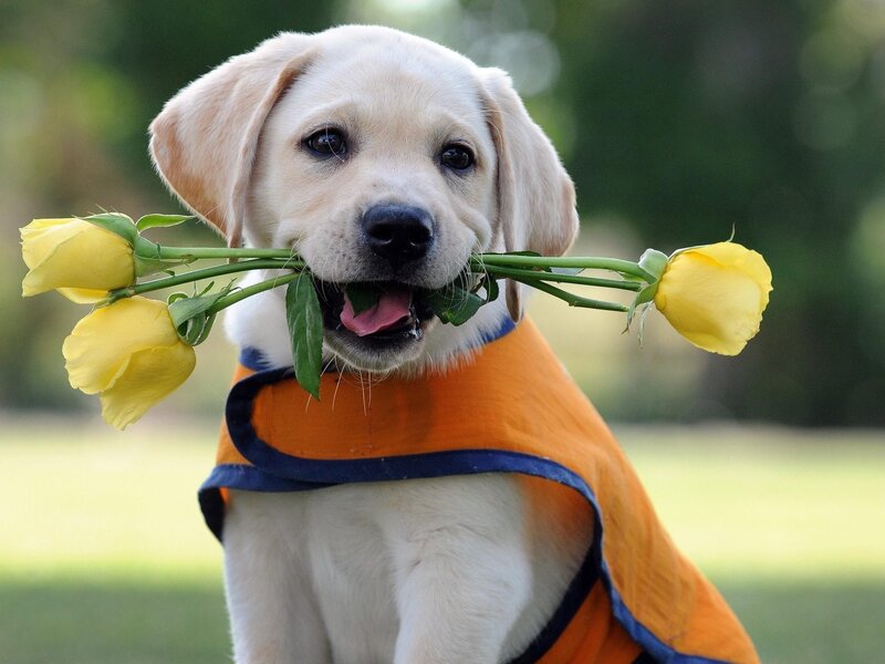 Yellow Lab Puppy — Playful, Afternoon