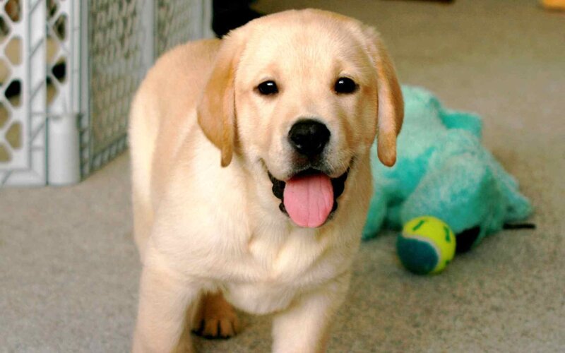 Yellow Lab Puppy — Playful