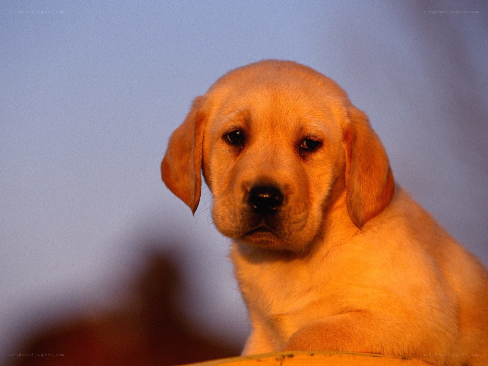 yellow lab puppy portrait