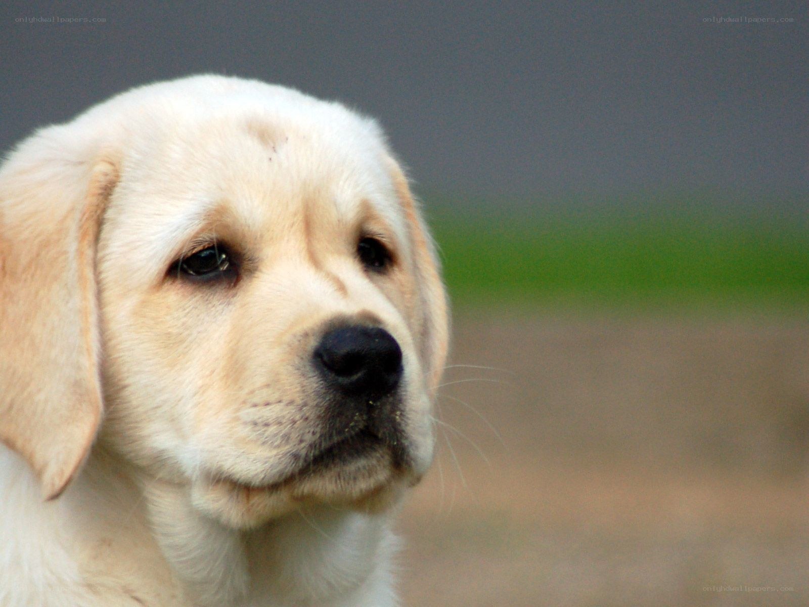 yellow lab puppy portrait