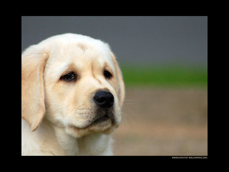 yellow lab puppy portrait