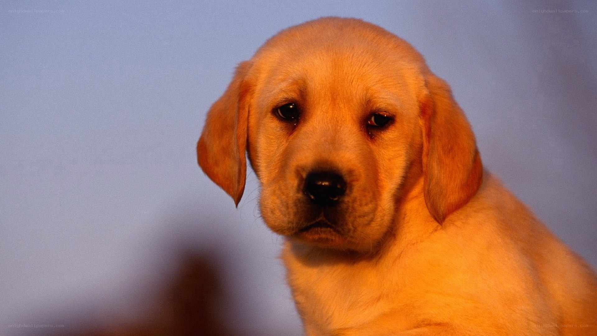 yellow lab puppy portrait