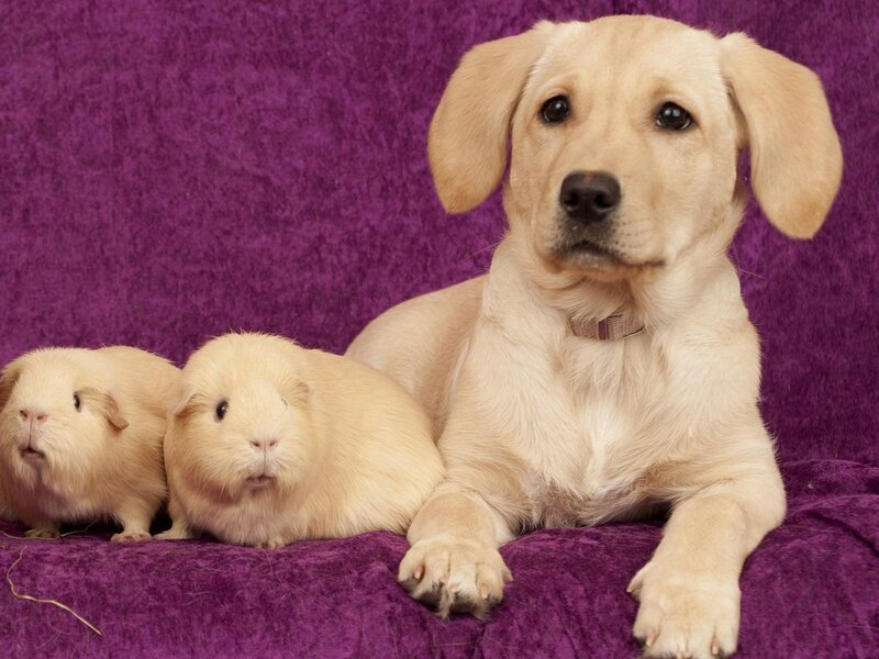 Yellow Lab Puppy — Purple, Calm