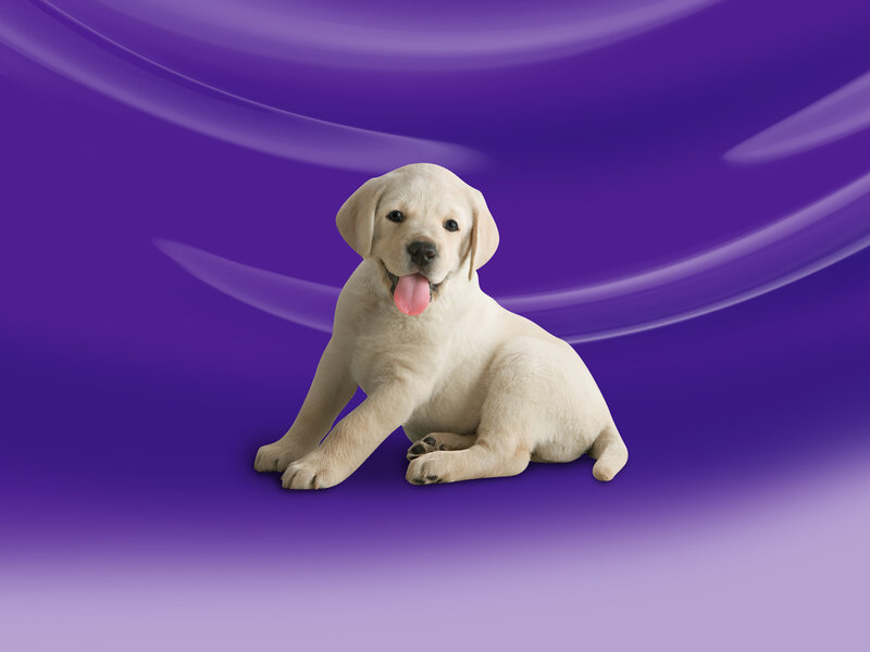Yellow Lab Puppy — Purple
