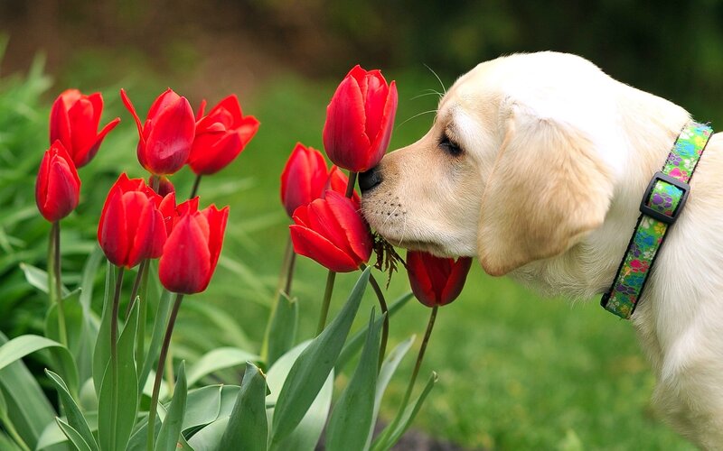 Yellow Lab Puppy — Red, Calm, Spring