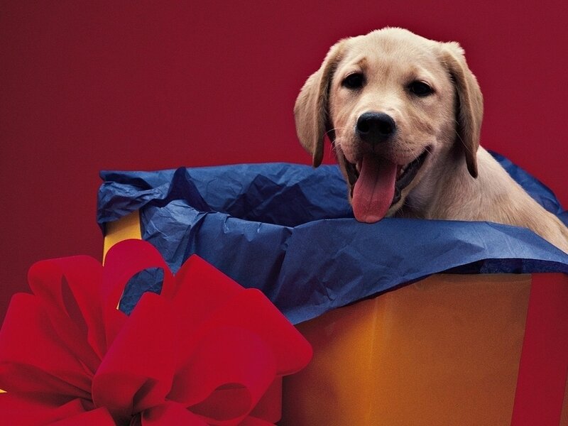 Yellow Lab Puppy — Red, Festive
