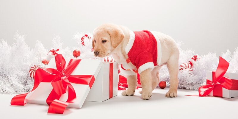 Yellow Lab Puppy — Red, Festive, Winter, Photograph