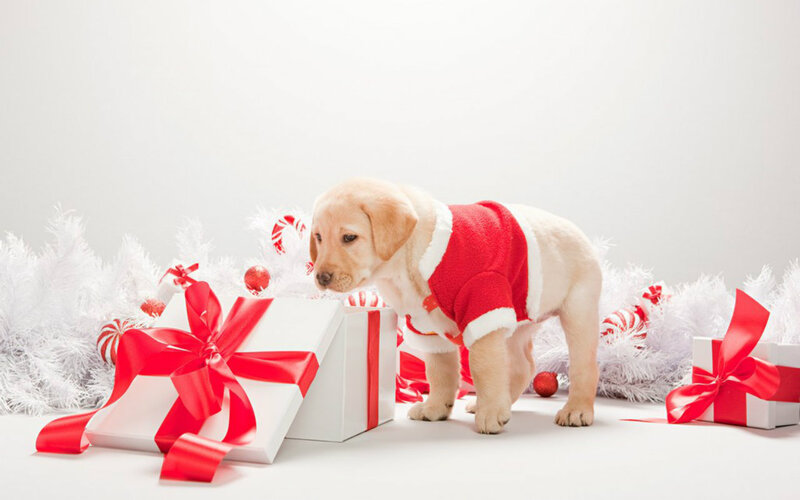 Yellow Lab Puppy — Red, Festive, Winter
