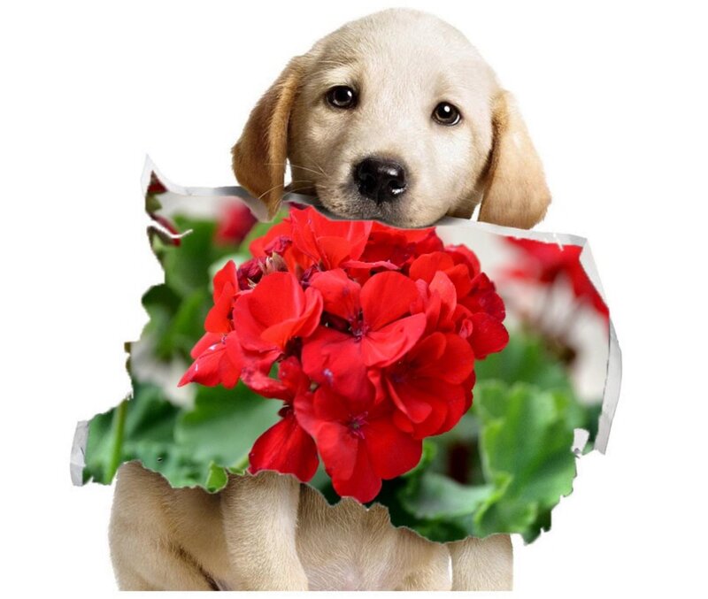Yellow Lab Puppy — Red, Innocent