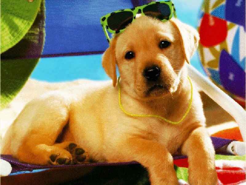 Yellow Lab Puppy — Relaxed