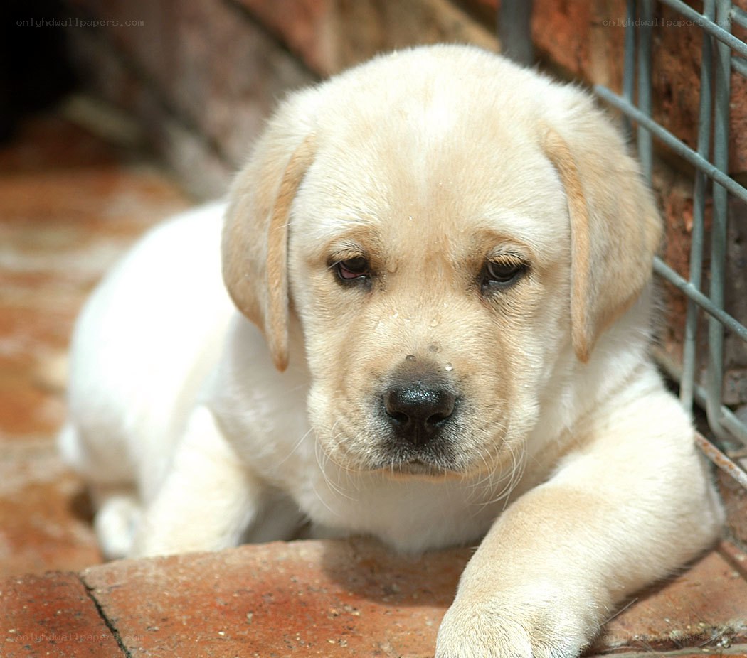 yellow lab puppy resting