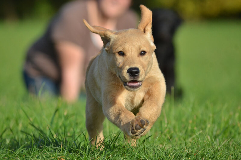 Yellow Lab Puppy Running