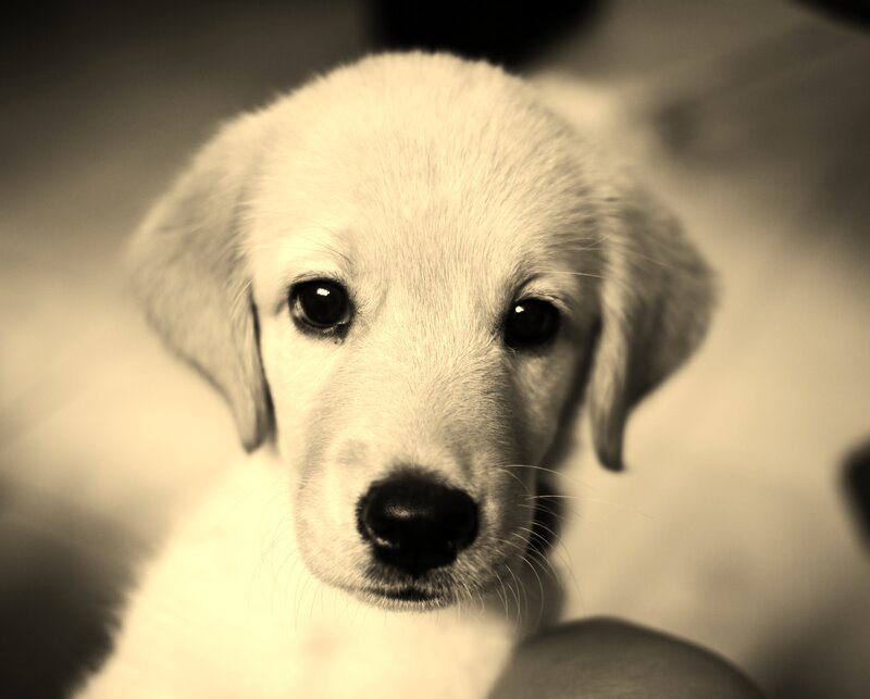 Yellow Lab Puppy — Sepia