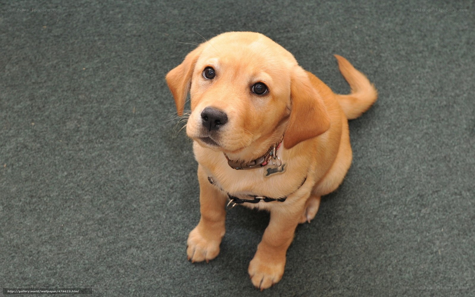 yellow lab puppy sitting