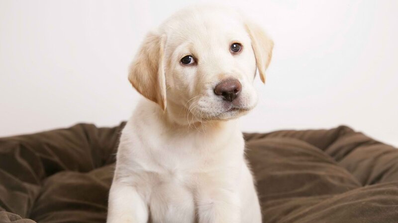 yellow lab puppy sitting