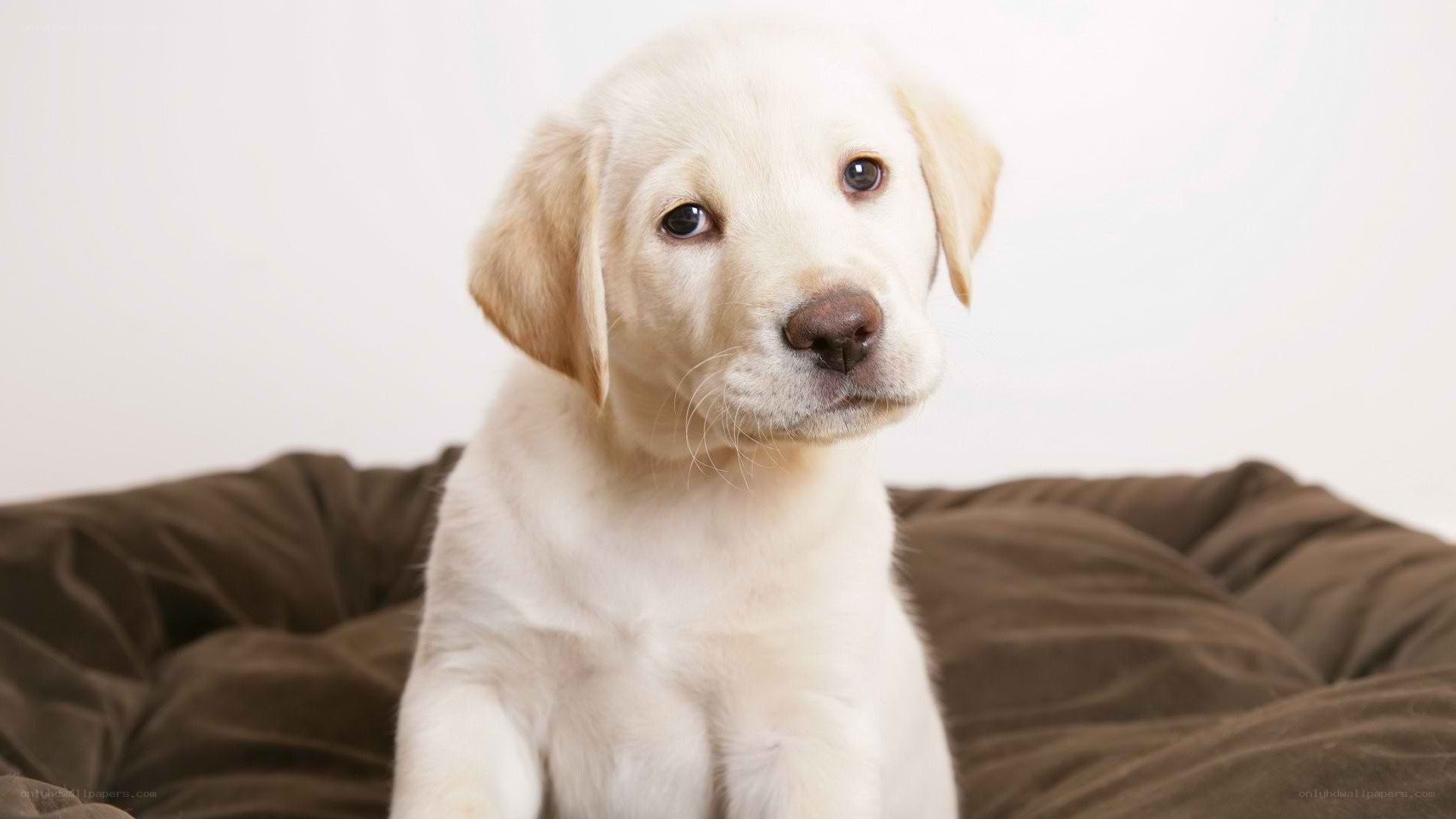 yellow lab puppy sitting