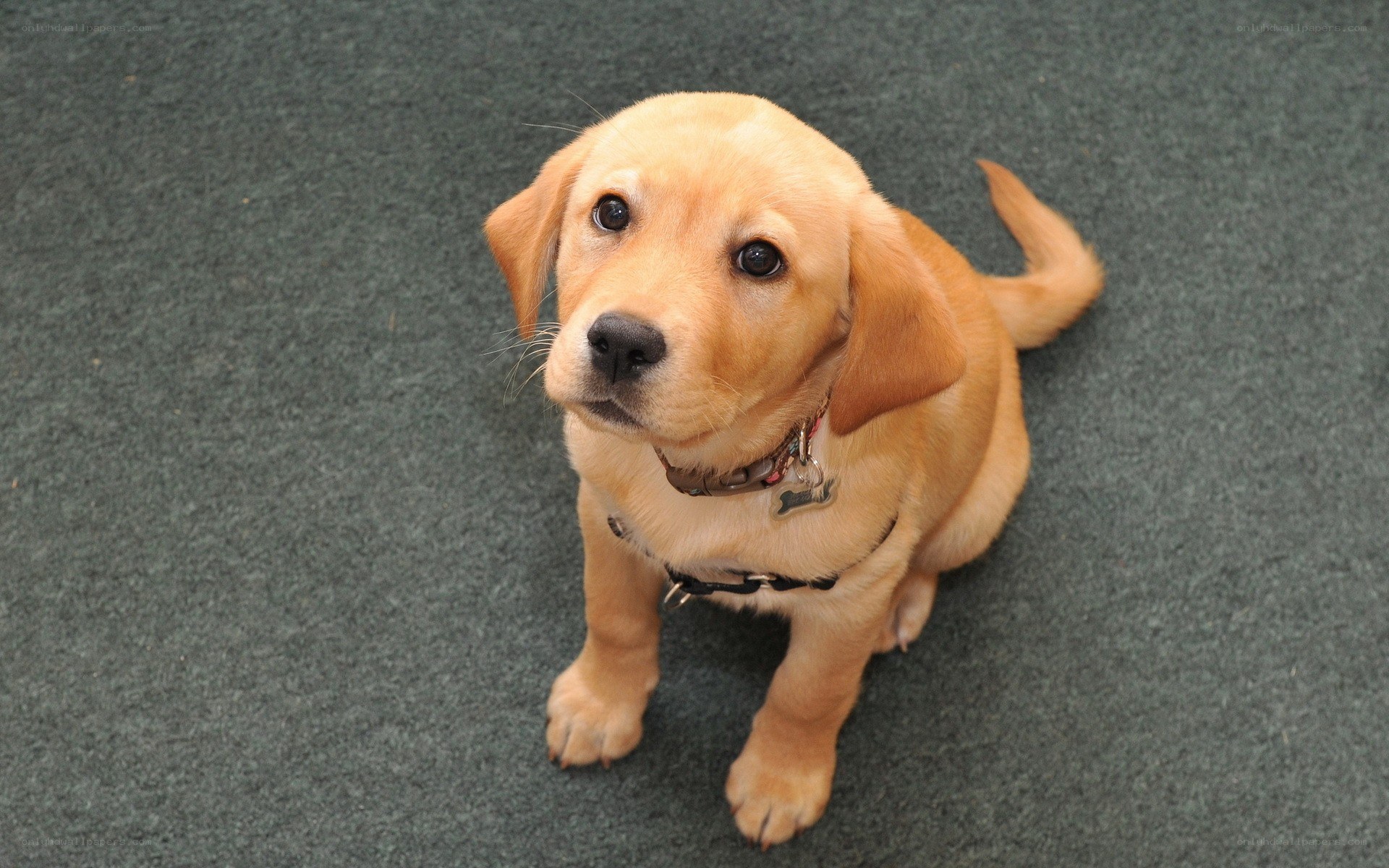 yellow lab puppy sitting