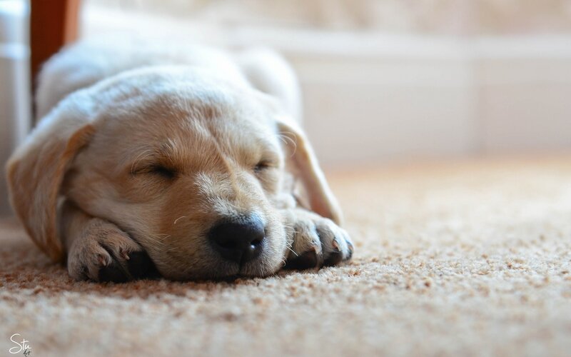 Yellow Lab Puppy Sleeping — Beige, Peaceful