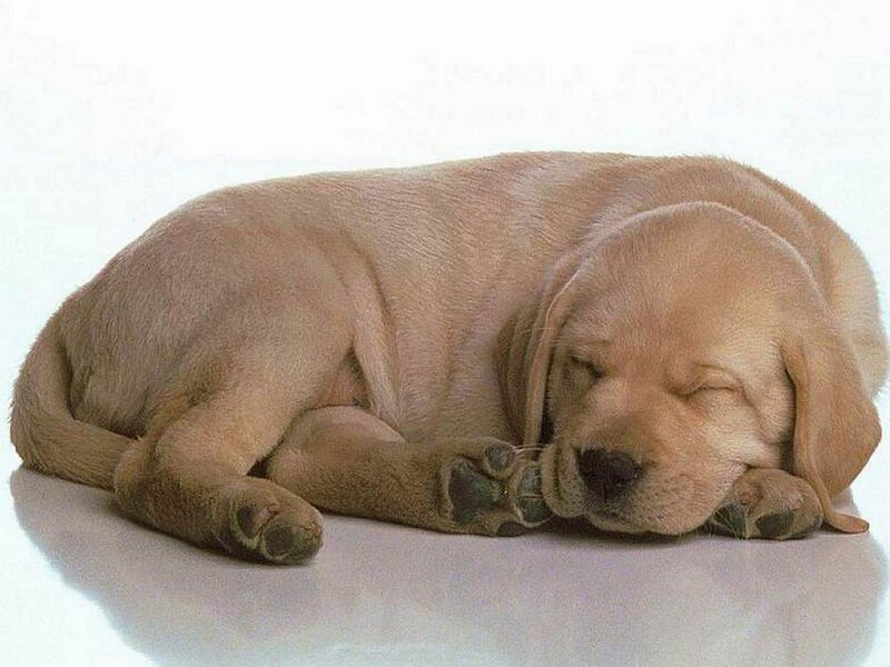 Yellow Lab Puppy Sleeping