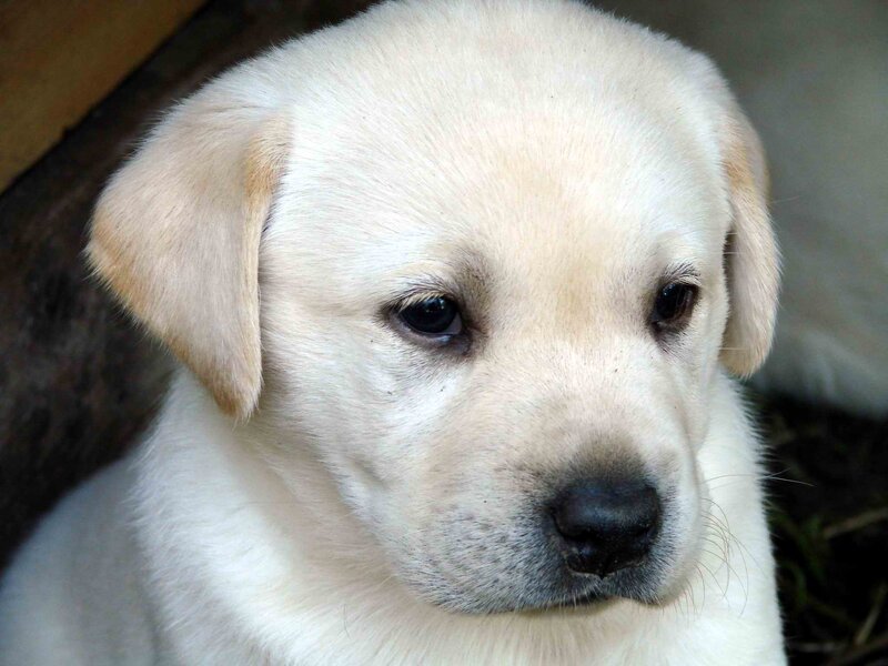 yellow lab puppy