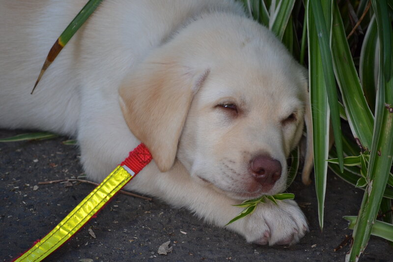Yellow Lab Puppy — White, Calm, Afternoon